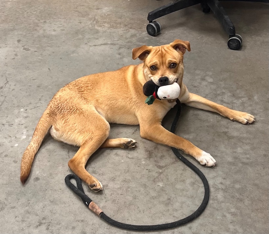 Jax, an adoptable Boxer in El Paso, TX, 79906 | Photo Image 1