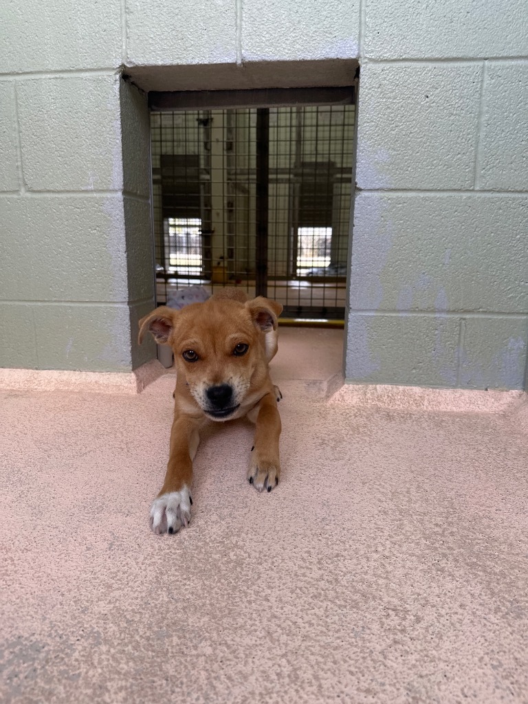 Jax, an adoptable Boxer in El Paso, TX, 79906 | Photo Image 2
