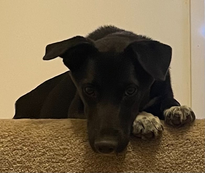Sushi, an adoptable Labrador Retriever, Terrier in Salt Lake City, UT, 84117 | Photo Image 3