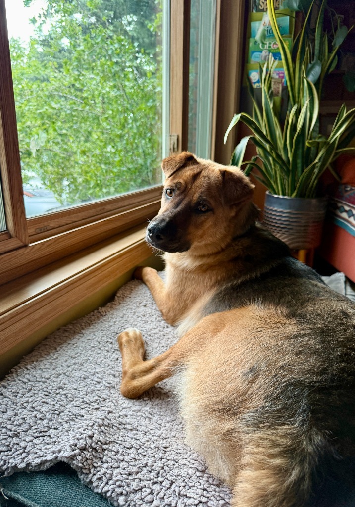 Nancy Susy Fish, an adoptable Shepherd, Australian Cattle Dog / Blue Heeler in Fort Lupton, CO, 80621 | Photo Image 1