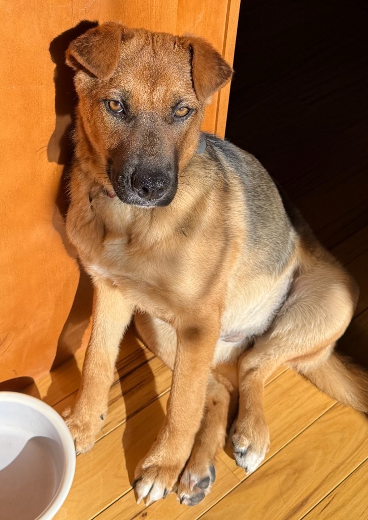 Nancy Susy Fish, an adoptable Shepherd, Australian Cattle Dog / Blue Heeler in Fort Lupton, CO, 80621 | Photo Image 2