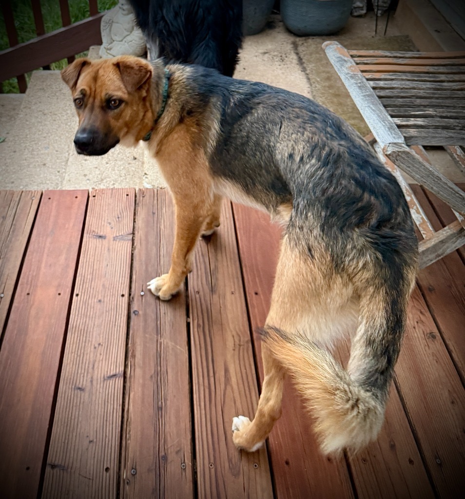Nancy Susy Fish, an adoptable Shepherd, Australian Cattle Dog / Blue Heeler in Fort Lupton, CO, 80621 | Photo Image 3