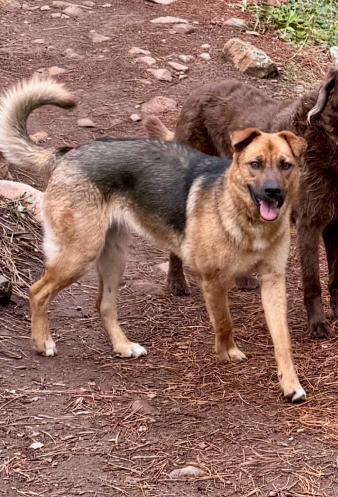 Nancy Susy Fish, an adoptable Shepherd, Australian Cattle Dog / Blue Heeler in Fort Lupton, CO, 80621 | Photo Image 4