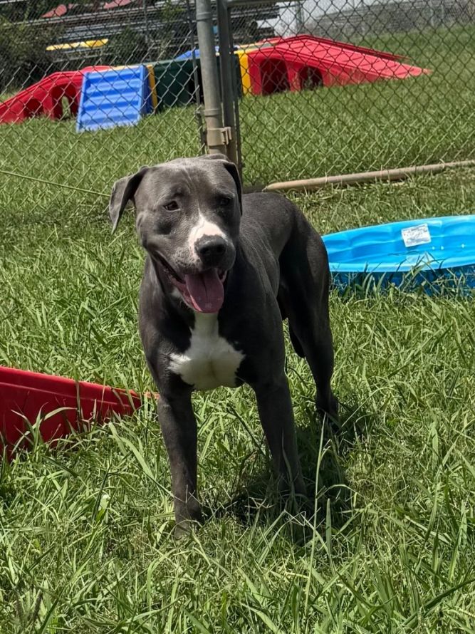 Ernest (Dallas)