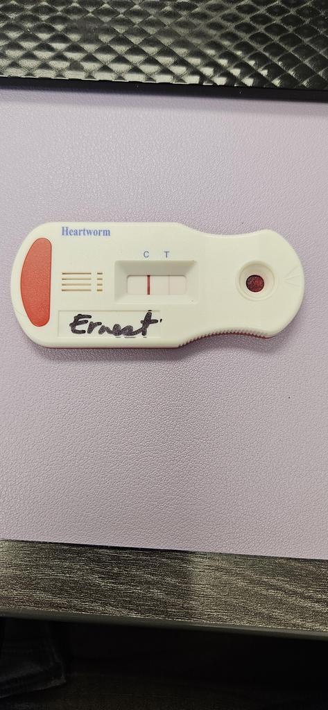 Ernest (Dallas)