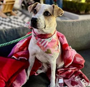 Meet Sugar Plum - The Sweetest Tripod Around Say hello to Sugar Plum an adorable 8-9-month-old m