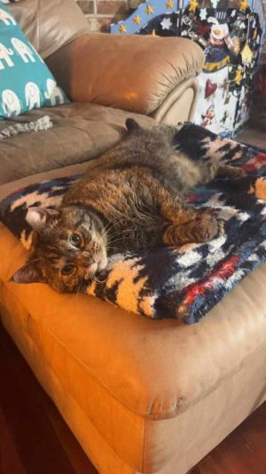 Cindy, Senior Female Domestic Short Hair
