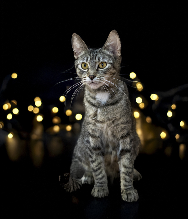 Charlotte, an adoptable Domestic Short Hair in Kennewick, WA, 99336 | Photo Image 1