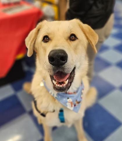 Casper, an adoptable Akbash, Mixed Breed in Portola, CA, 96122 | Photo Image 2