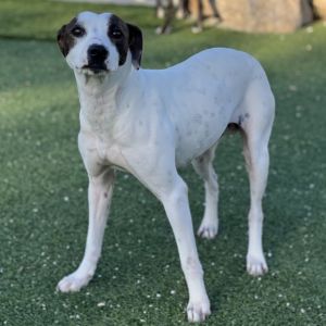 Daisy Mae 5412, Adult Female Labrador Retriever