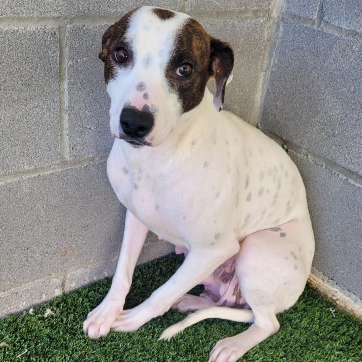 Daisy Mae 5412 2