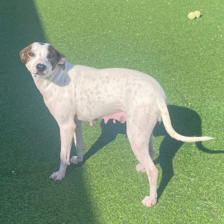 Daisy Mae 5412 5