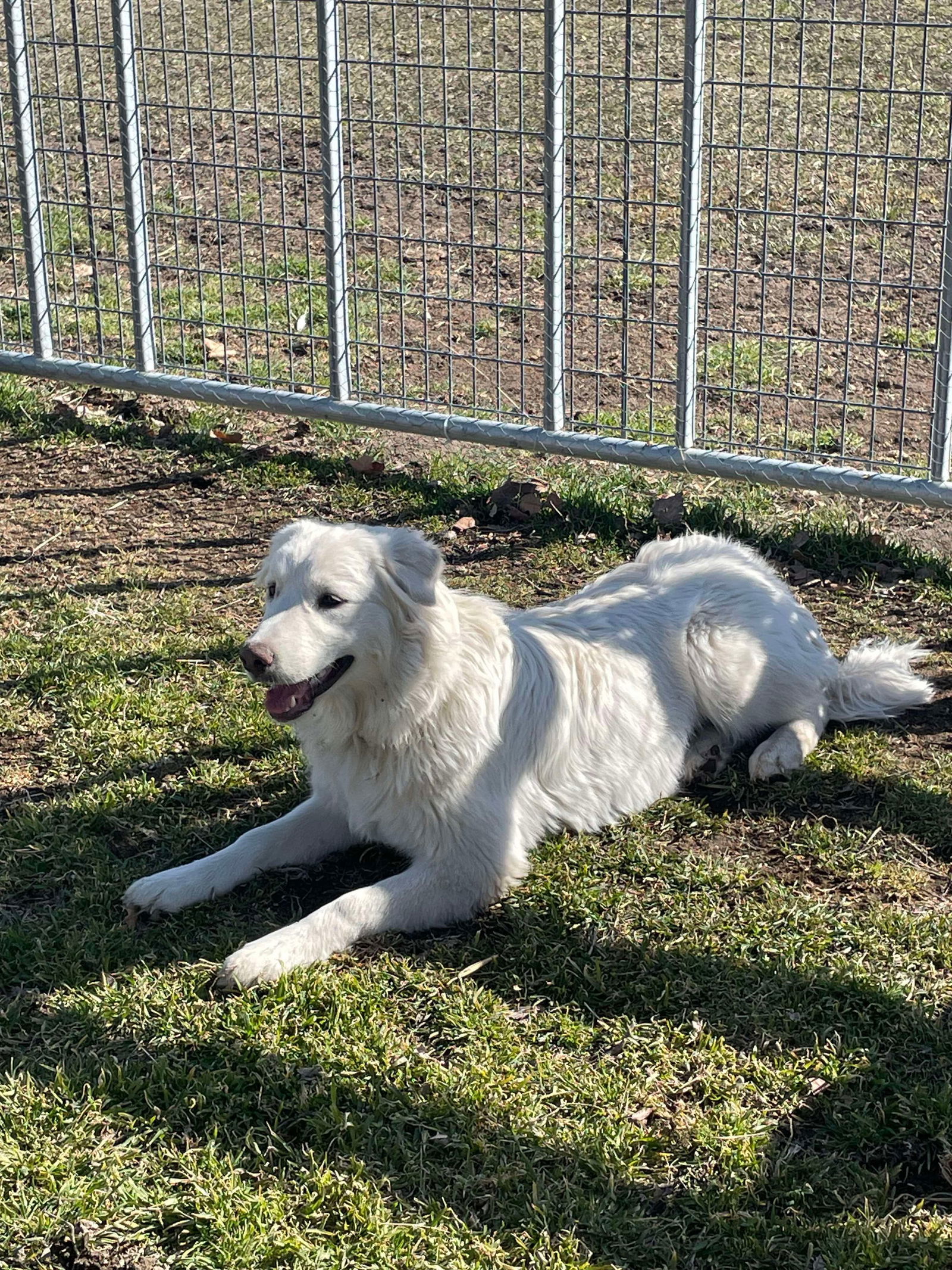 Mr Yuki, an adoptable Great Pyrenees, Husky in Bountiful, UT, 84010 | Photo Image 1
