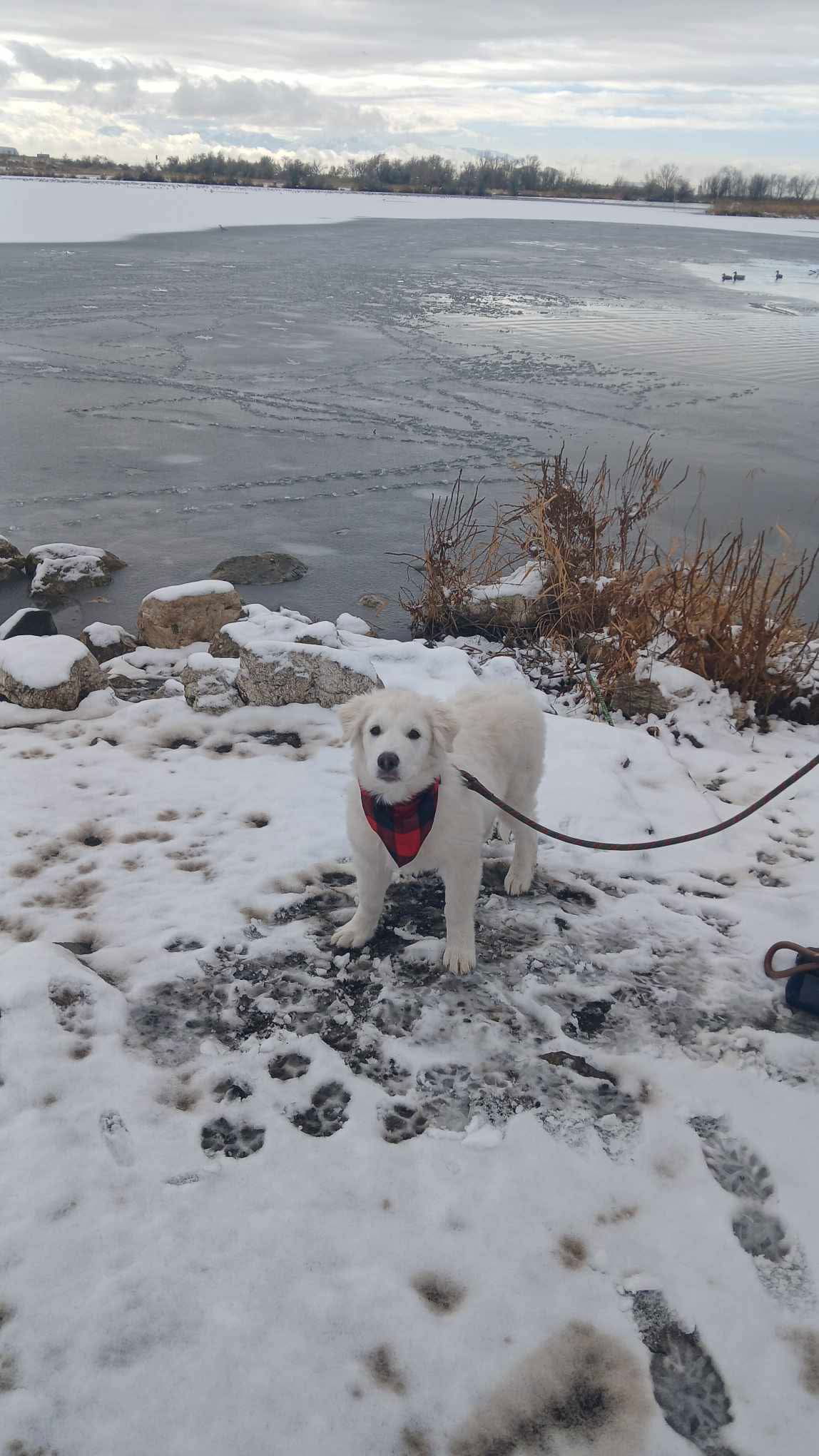 Mr Yuki, an adoptable Great Pyrenees, Husky in Bountiful, UT, 84010 | Photo Image 2
