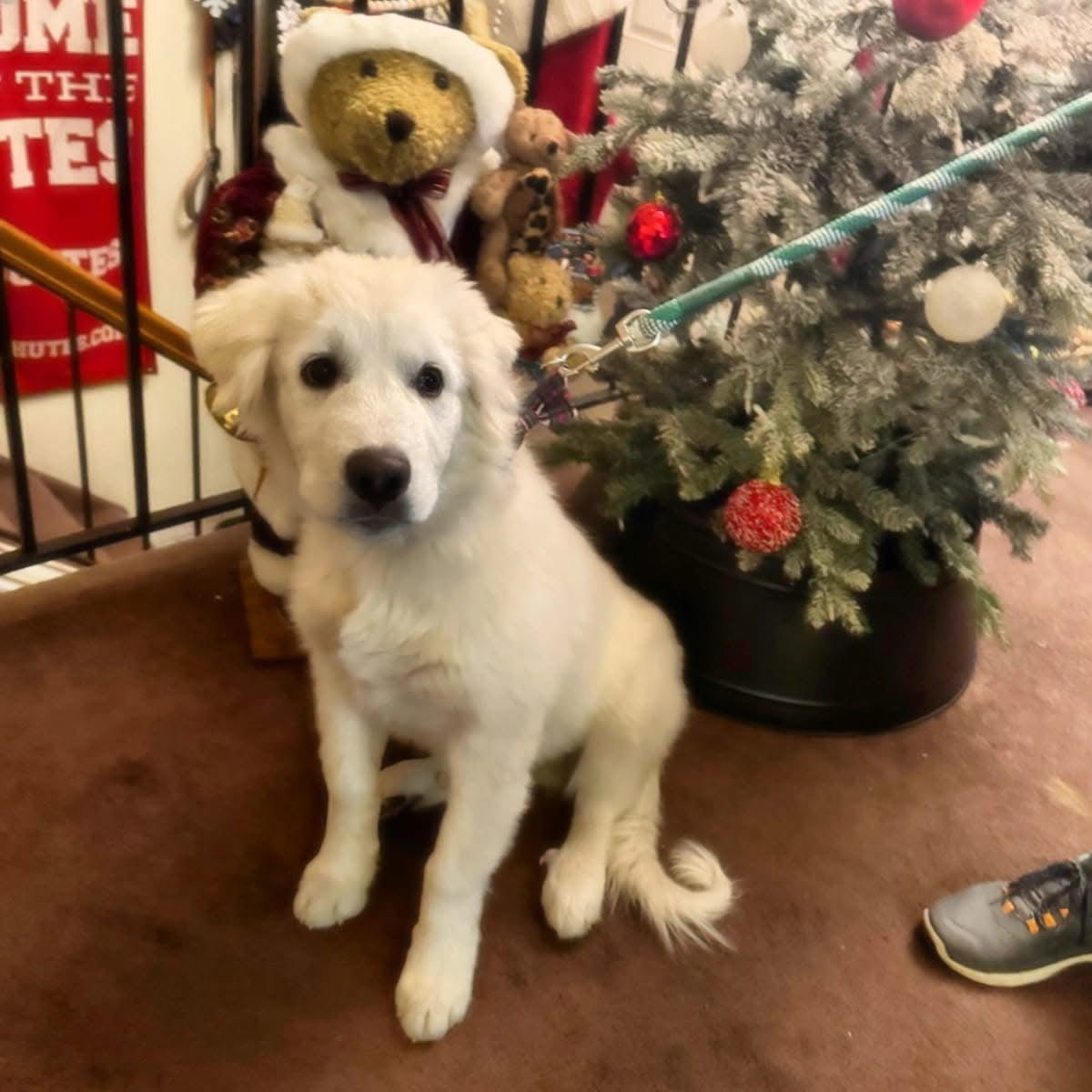 Mr Yuki, an adoptable Great Pyrenees, Husky in Bountiful, UT, 84010 | Photo Image 3