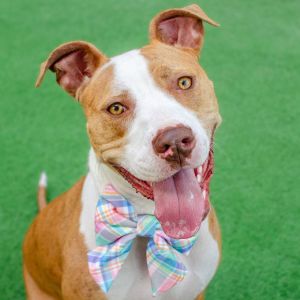 Hello friends my name is Sasha Im a spayed 2-year-old pit bull mix that weighs about 52lbs Im
