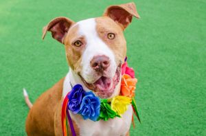Hello friends my name is Sasha Im a spayed 2-year-old pit bull mix that weighs about 52lbs Im
