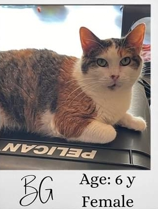 BG, an adoptable Domestic Short Hair in Reeseville, WI, 53579 | Photo Image 2