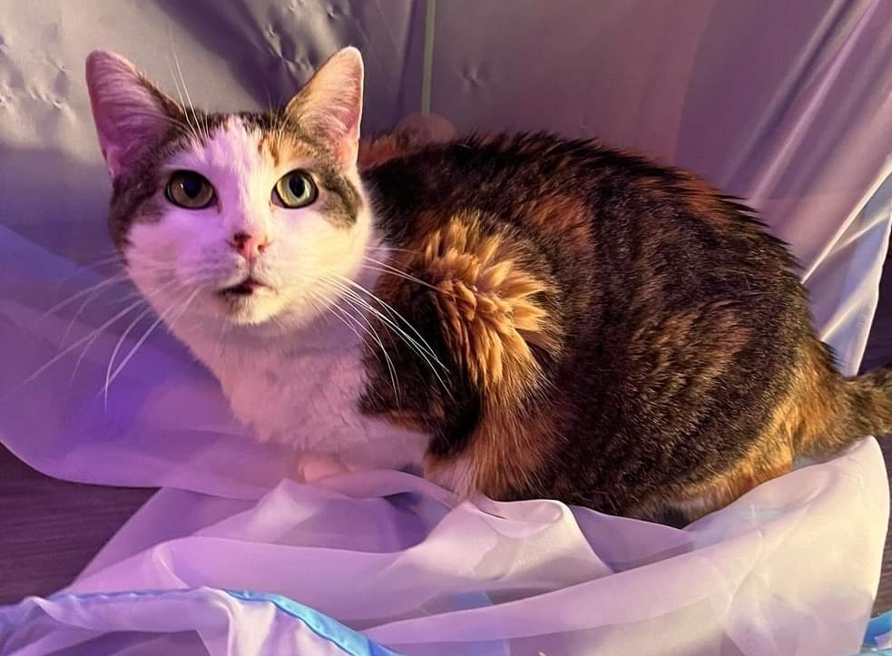 BG, an adoptable Domestic Short Hair in Reeseville, WI, 53579 | Photo Image 3