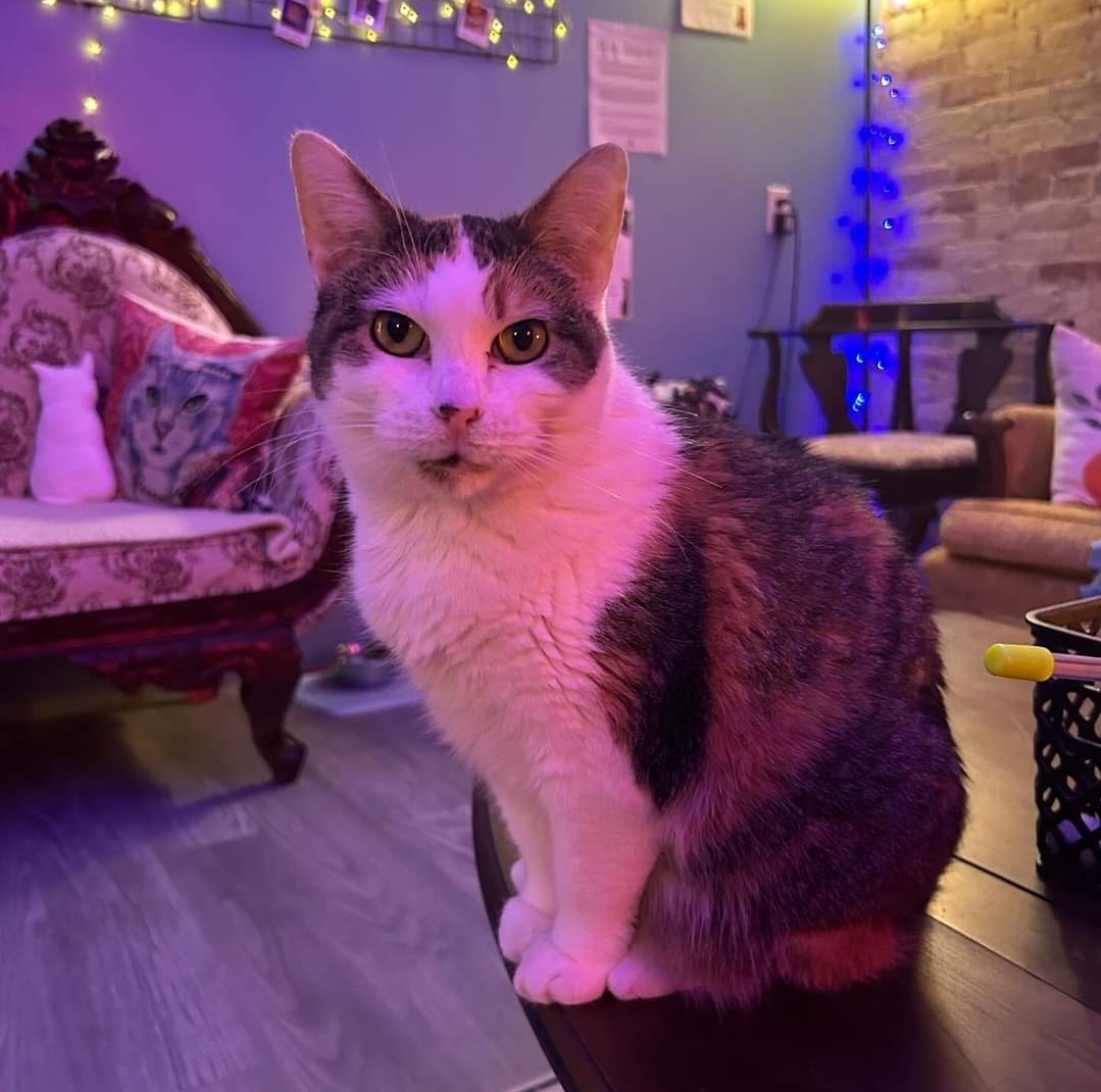 BG, an adoptable Domestic Short Hair in Reeseville, WI, 53579 | Photo Image 4
