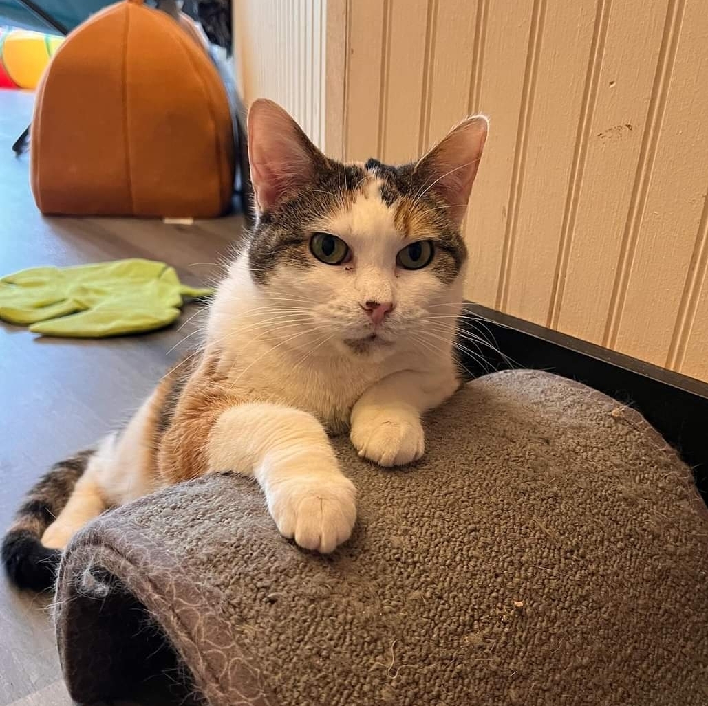 BG, an adoptable Domestic Short Hair in Reeseville, WI, 53579 | Photo Image 5
