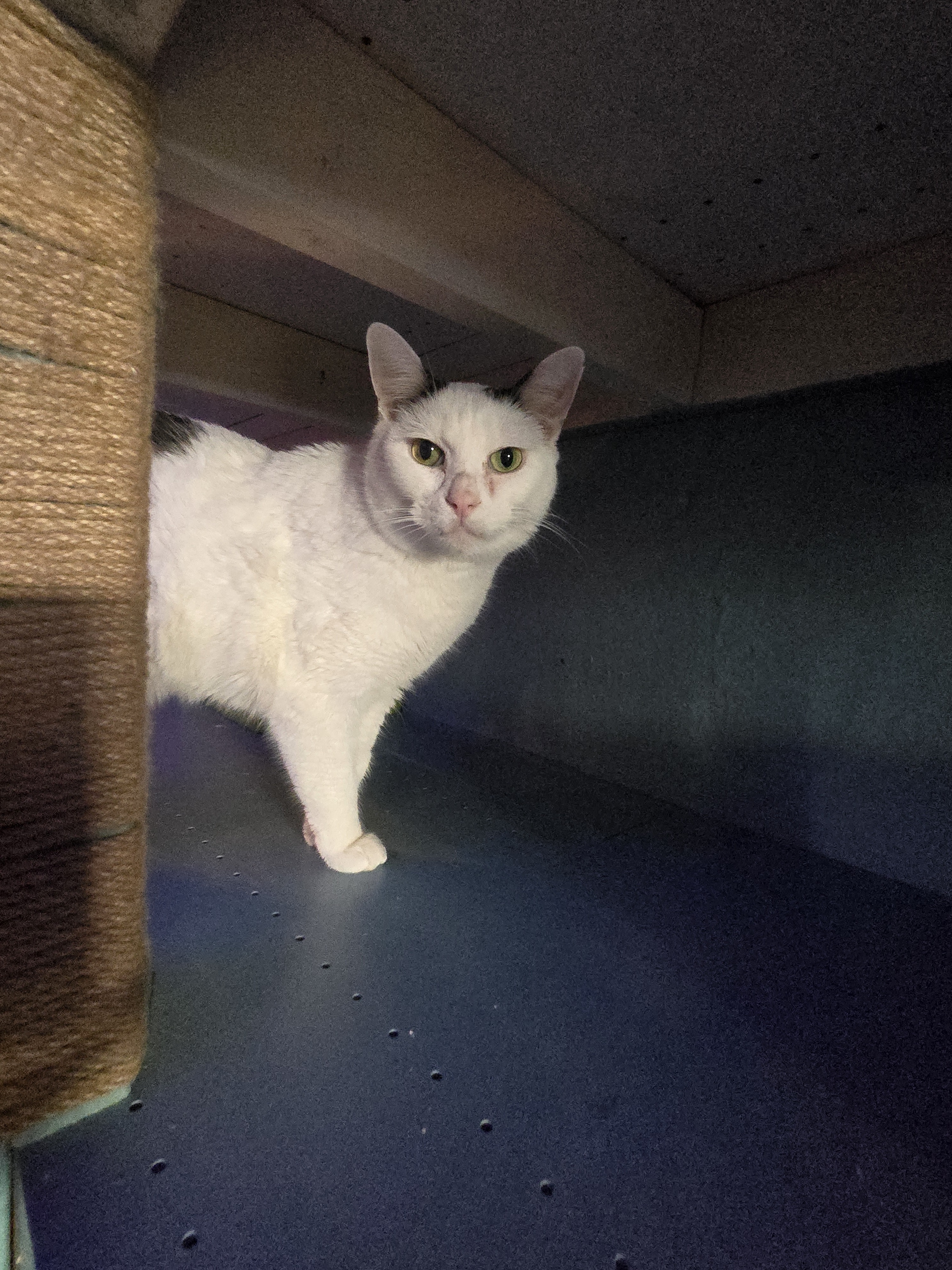 Cow, an adoptable Domestic Short Hair in Reeseville, WI, 53579 | Photo Image 1