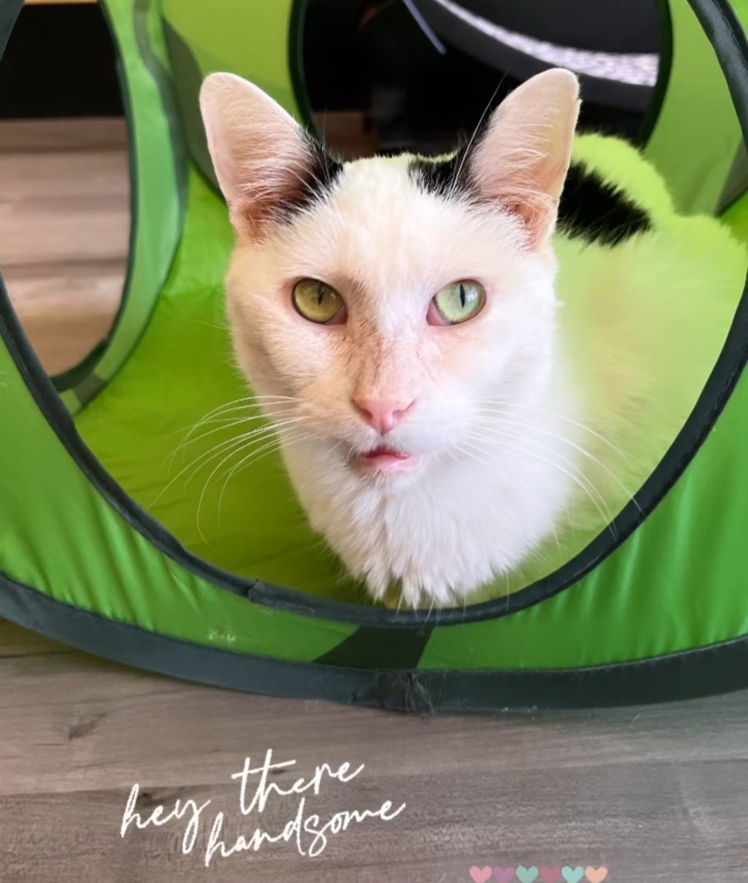 Cow, an adoptable Domestic Short Hair in Reeseville, WI, 53579 | Photo Image 3