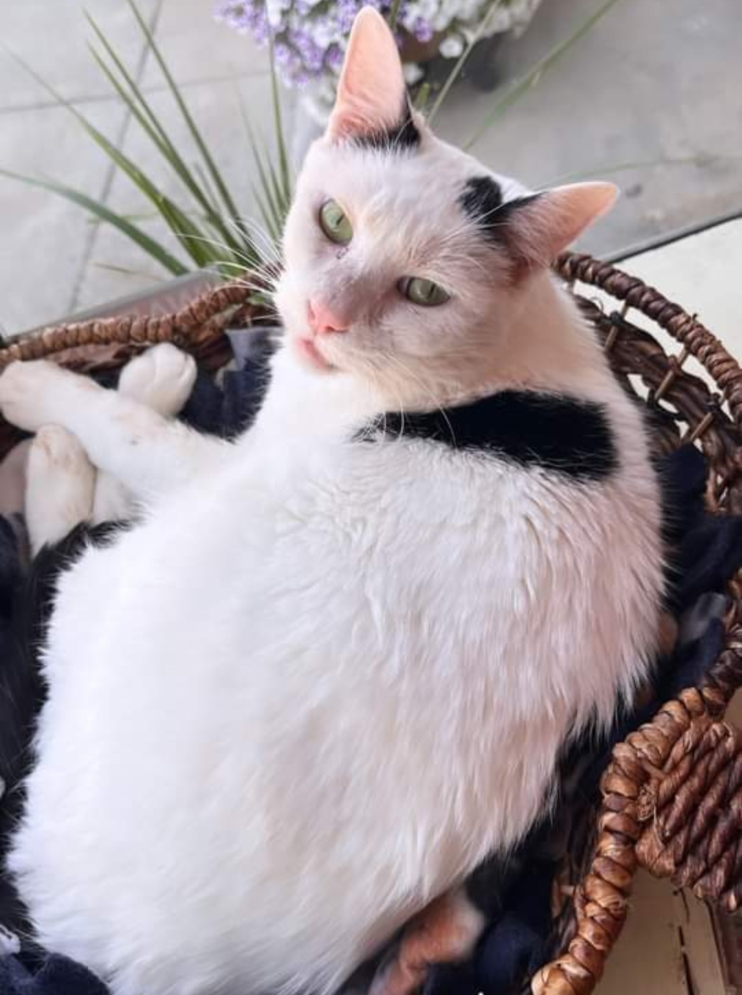 Cow, an adoptable Domestic Short Hair in Reeseville, WI, 53579 | Photo Image 4