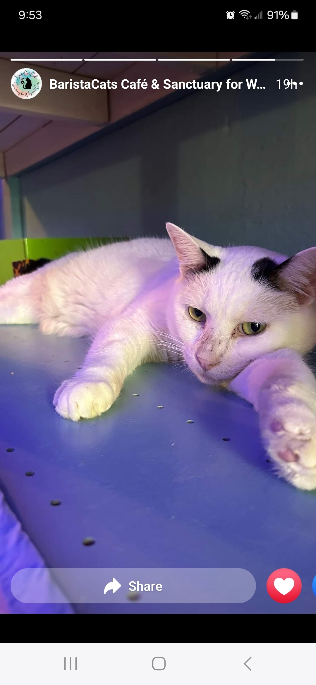 Cow, an adoptable Domestic Short Hair in Reeseville, WI, 53579 | Photo Image 5