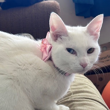 Stella 2