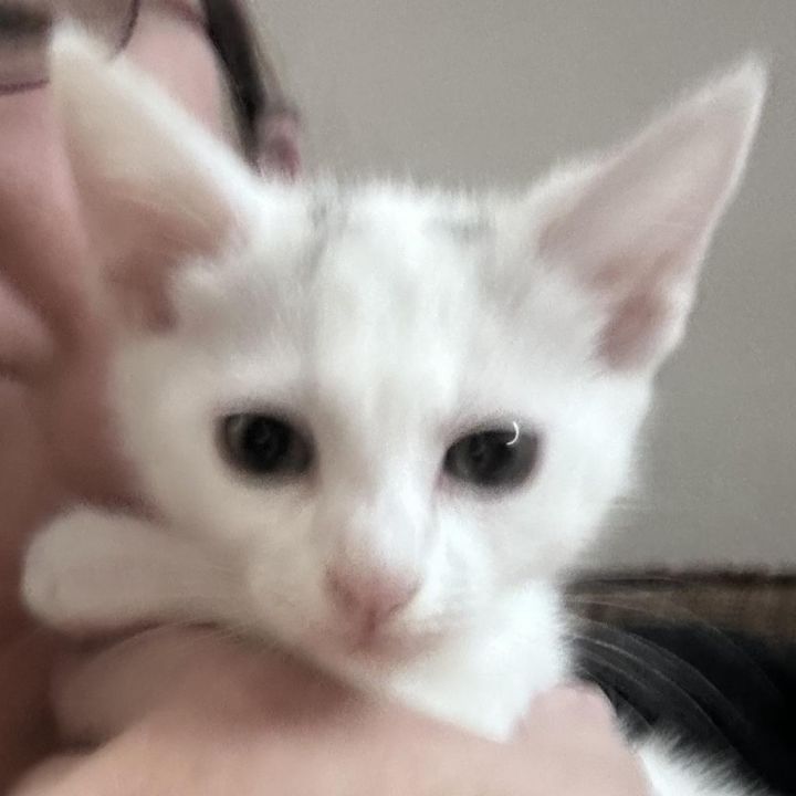 Stella 3