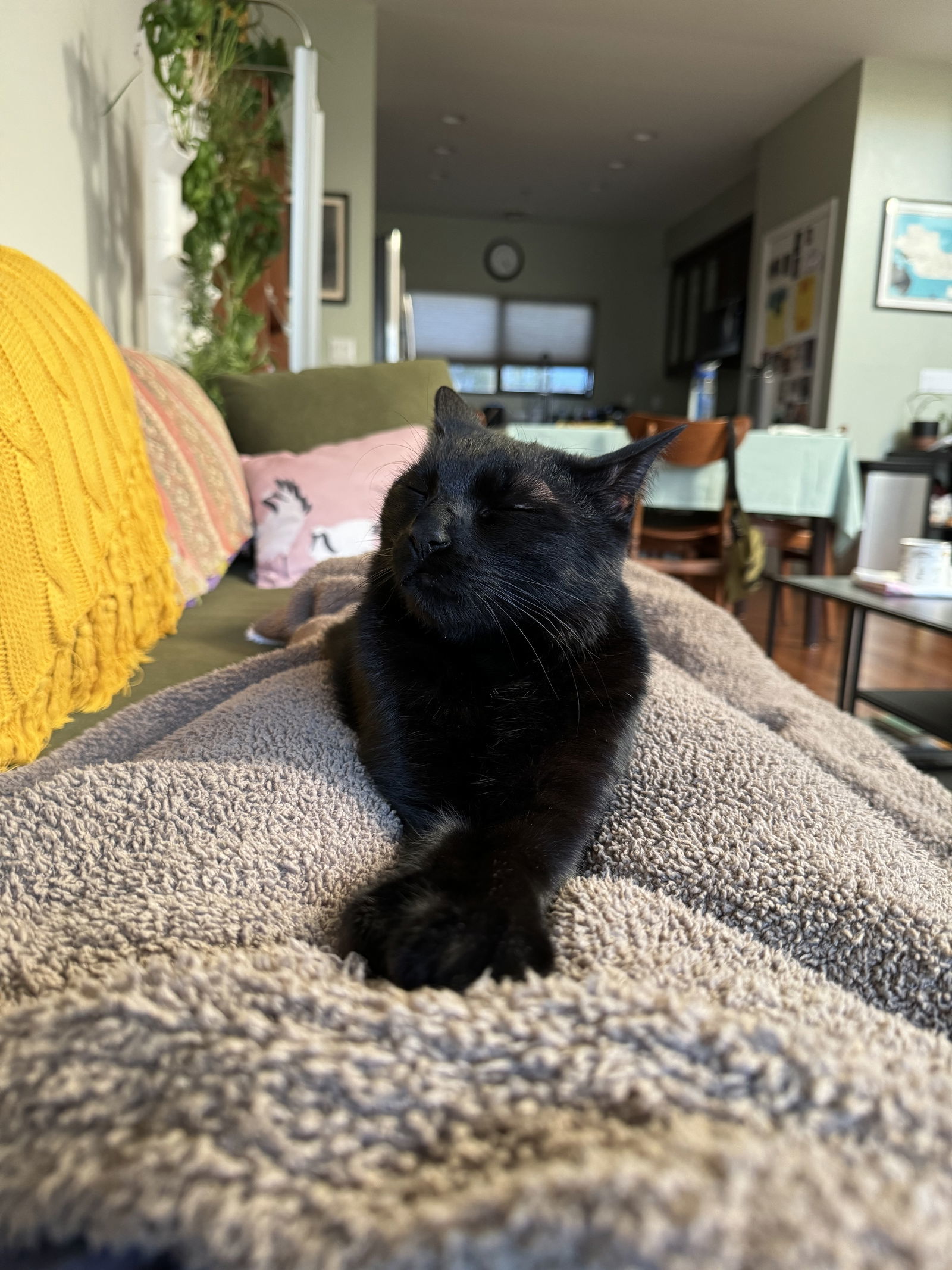 Paco