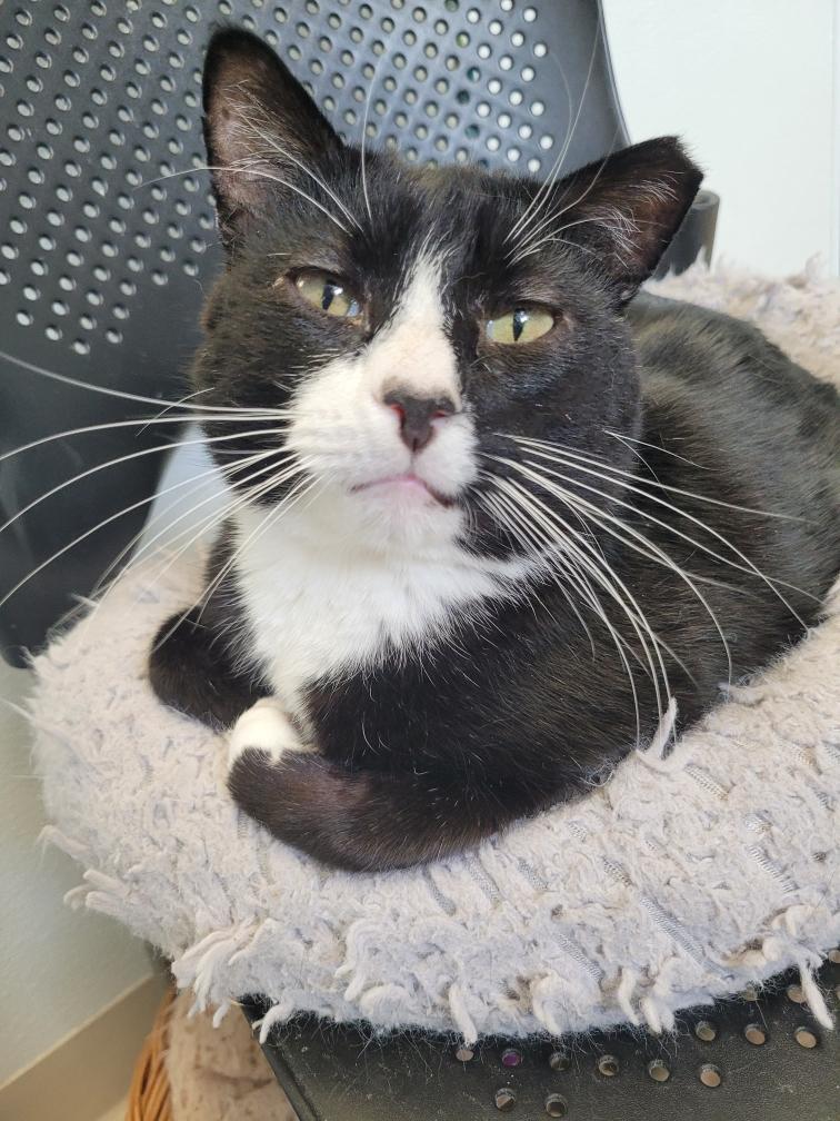 Patrick, an adoptable Domestic Short Hair in Webster, WI, 54893 | Photo Image 1