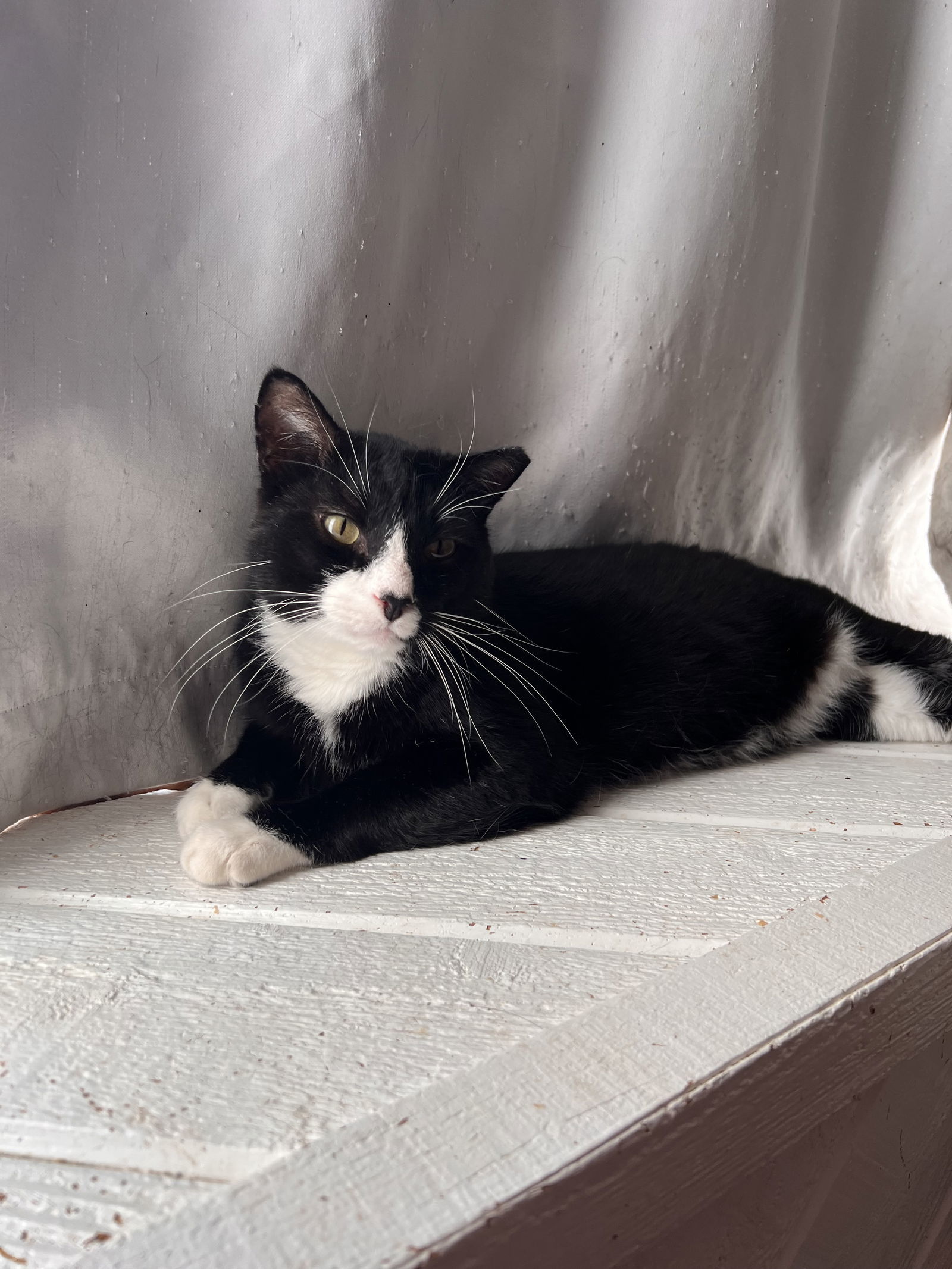 Patrick, an adoptable Domestic Short Hair in Webster, WI, 54893 | Photo Image 2