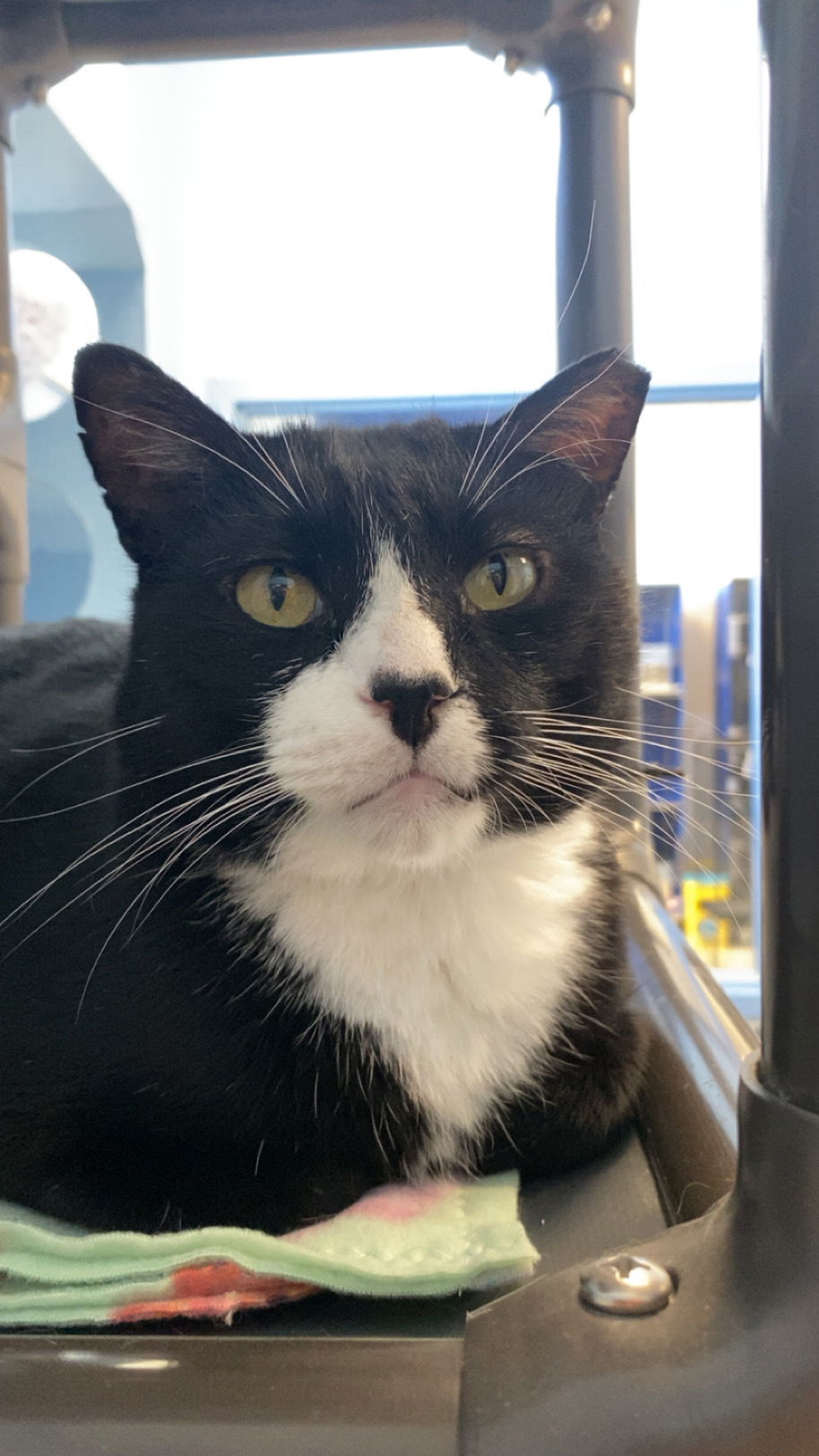 Patrick, an adoptable Domestic Short Hair in Webster, WI, 54893 | Photo Image 2
