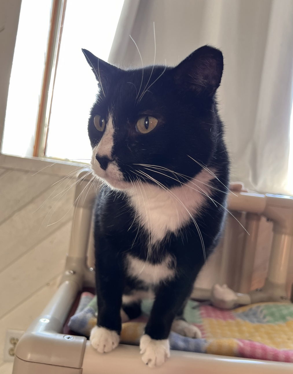 Patrick, an adoptable Domestic Short Hair in Webster, WI, 54893 | Photo Image 3