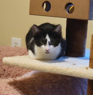 Arrow S, Baby Female Domestic Short Hair