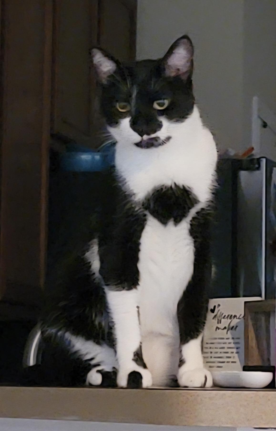 Cookie