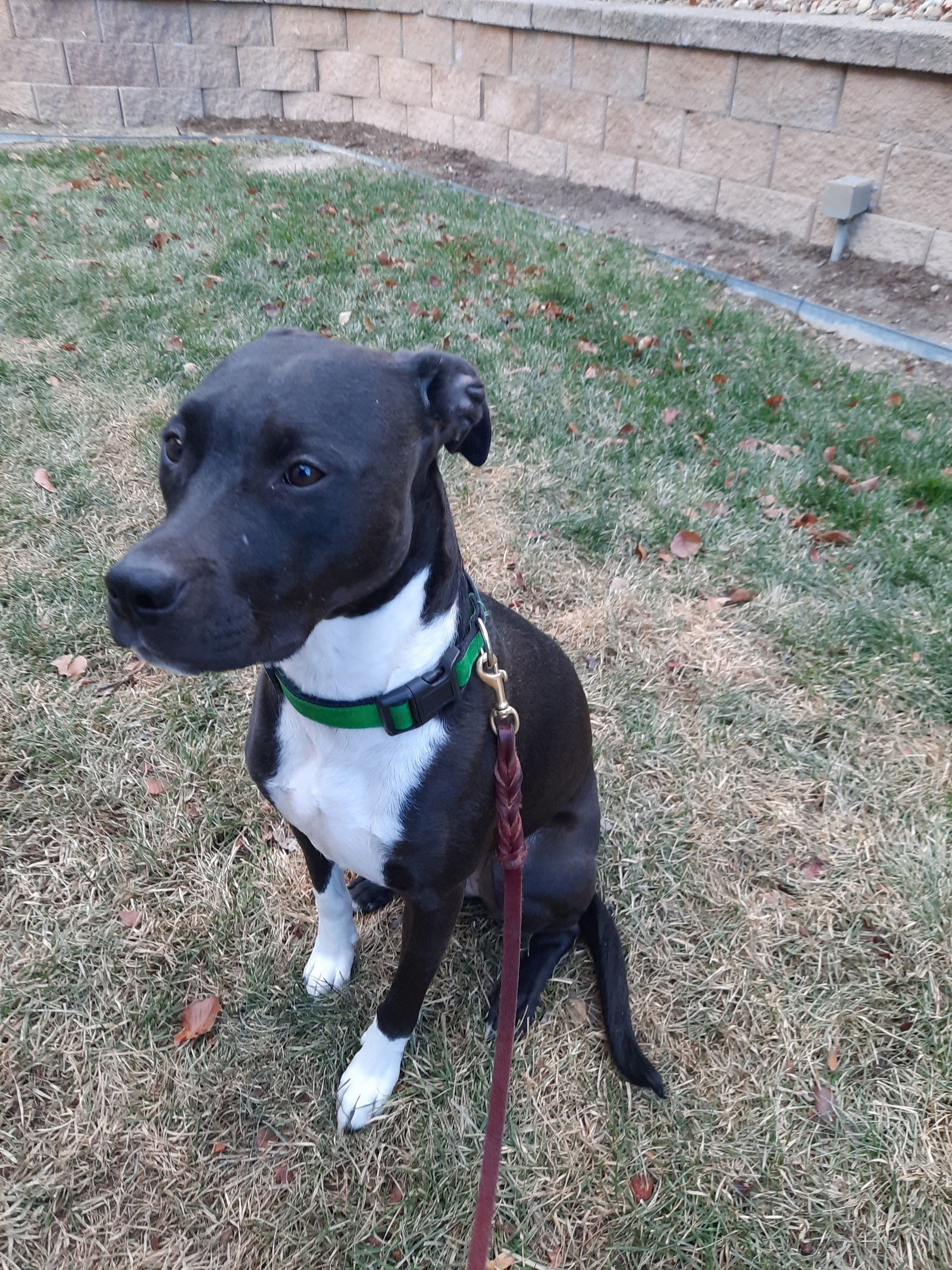 Molly
