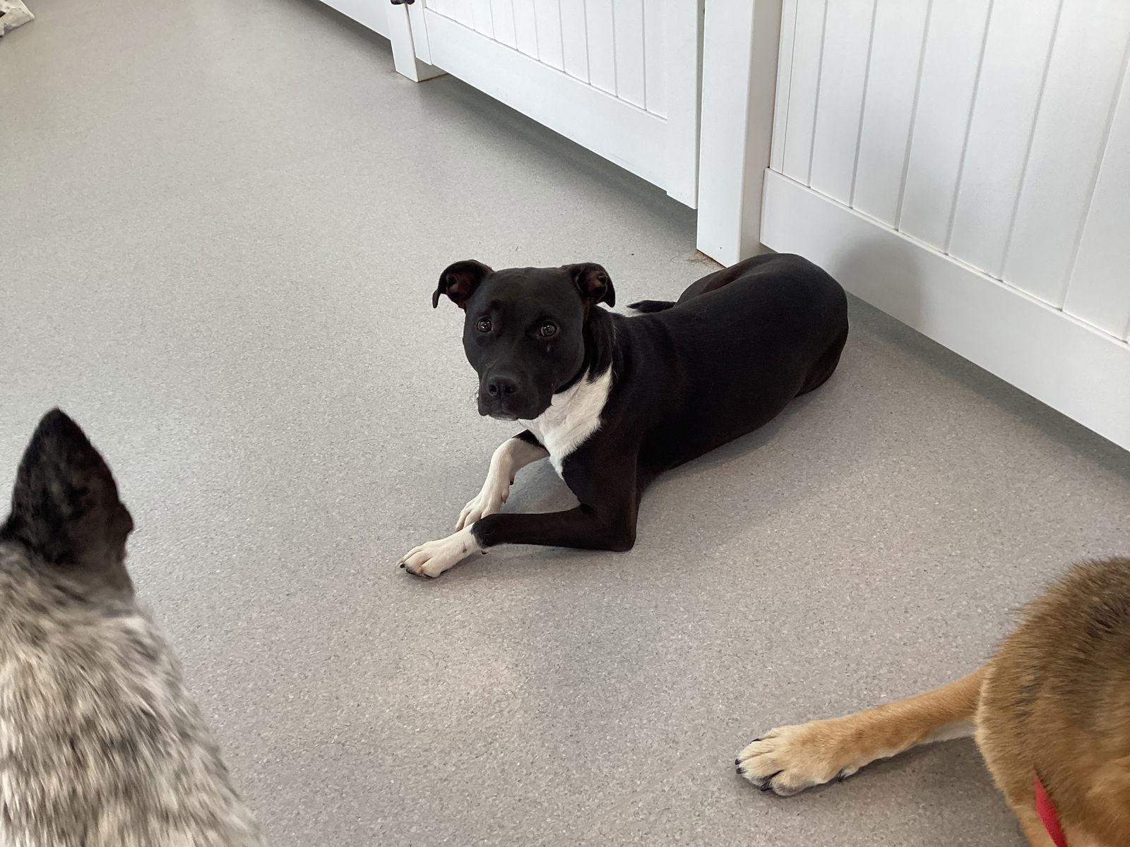 Molly, an adoptable Mixed Breed in Fort Collins, CO, 80524 | Photo Image 2