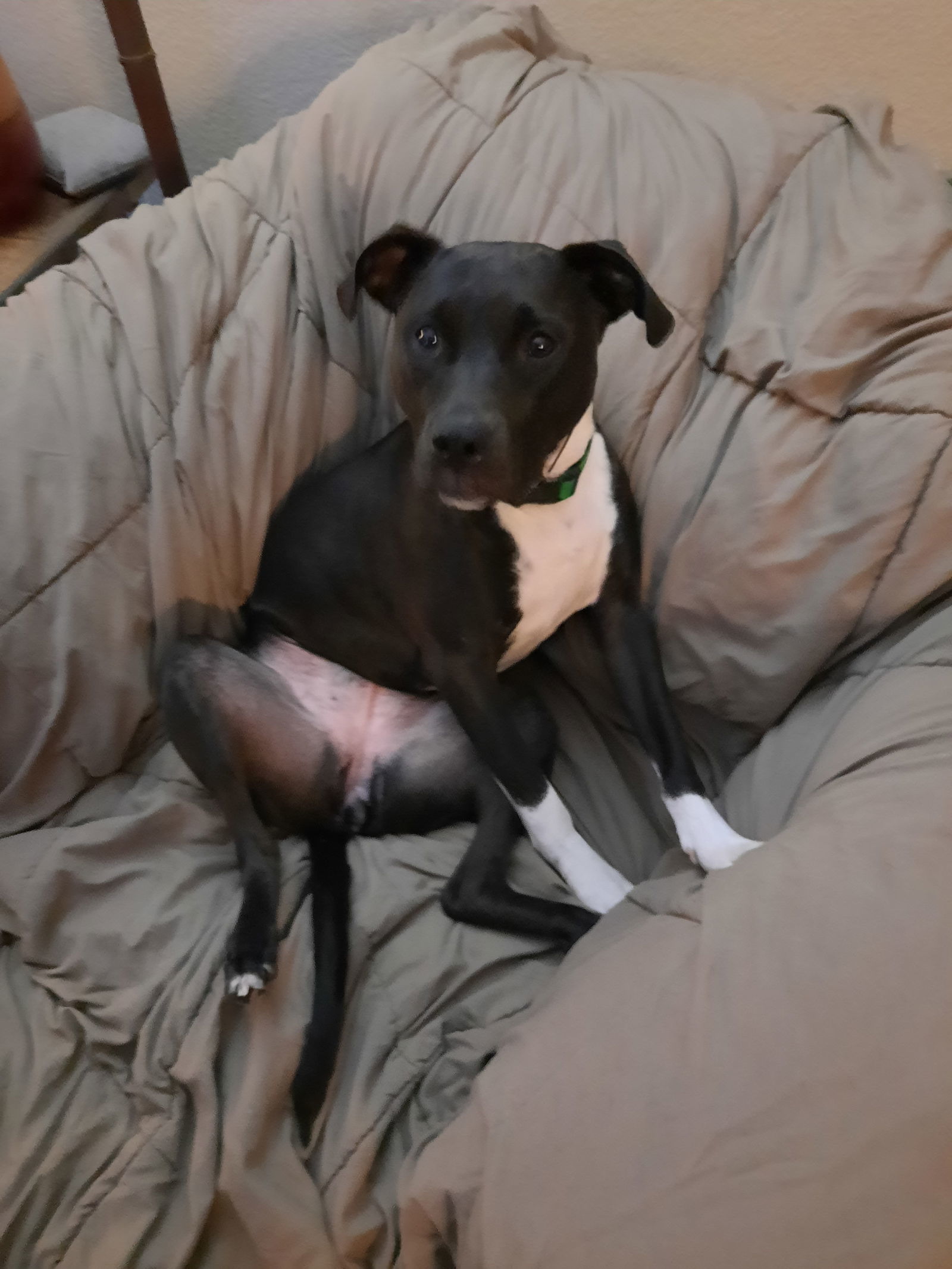 Molly