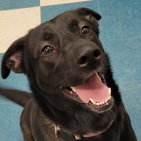 24-171/ Brandy, an adoptable Black Labrador Retriever in Tawas City, MI, 48763 | Photo Image 1