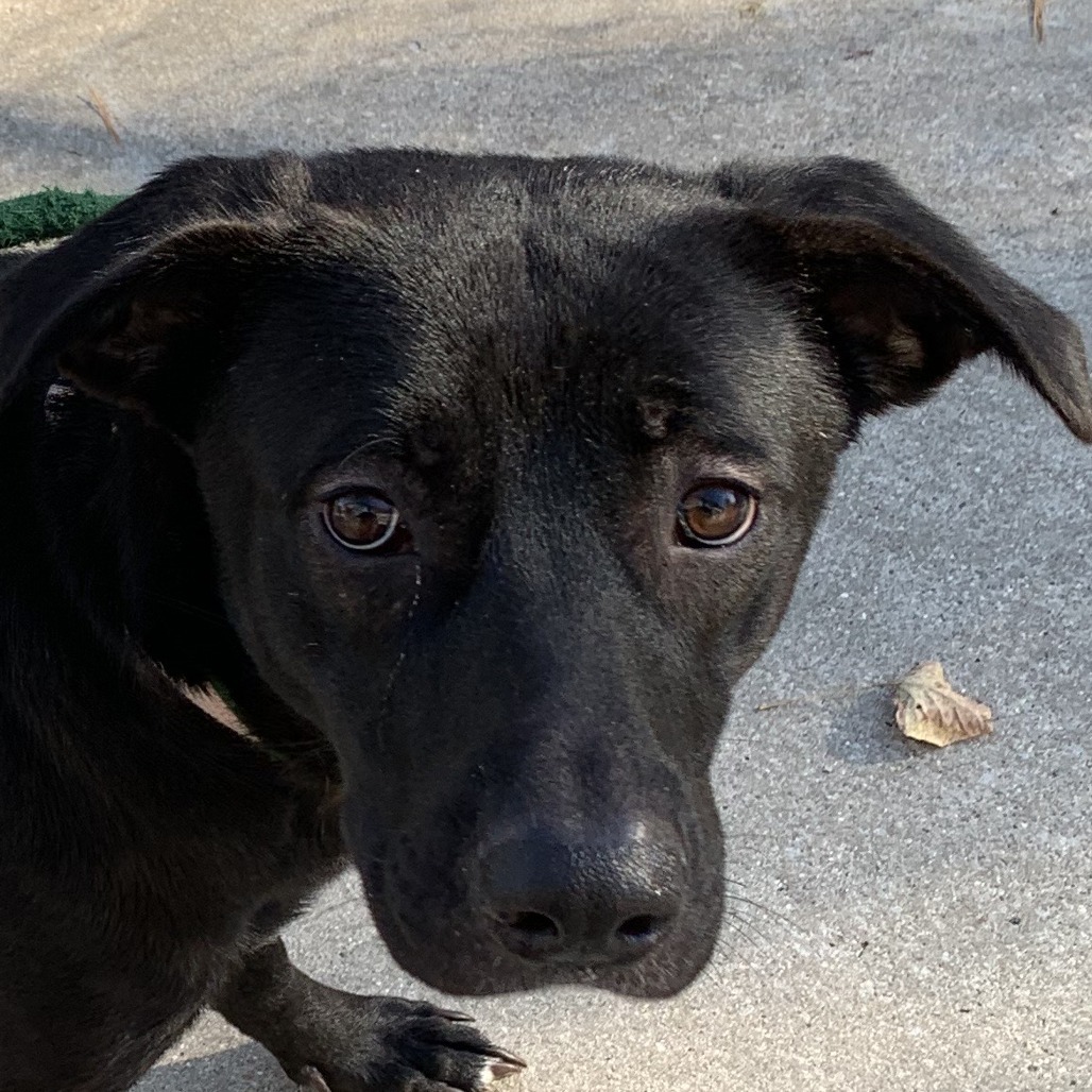 24-171/ Brandy, an adoptable Black Labrador Retriever in Tawas City, MI, 48763 | Photo Image 2