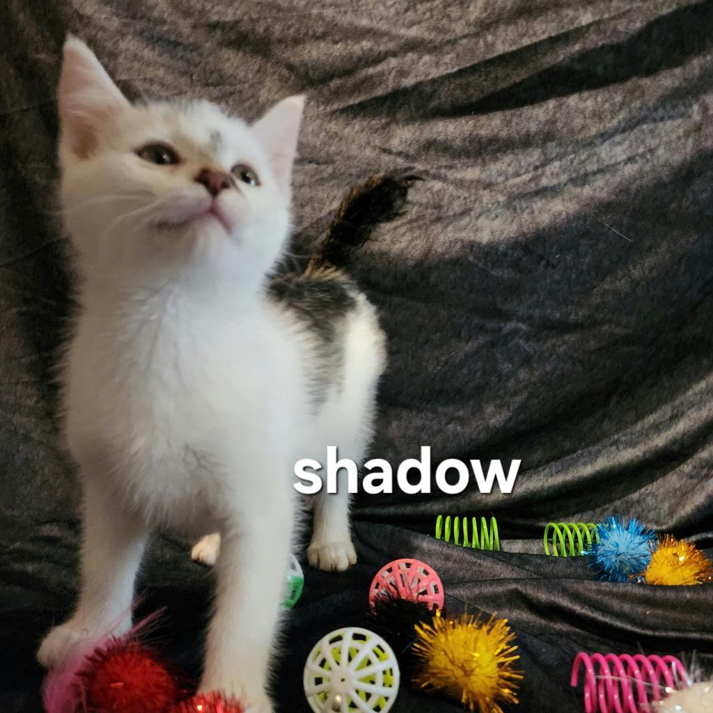 Shadow