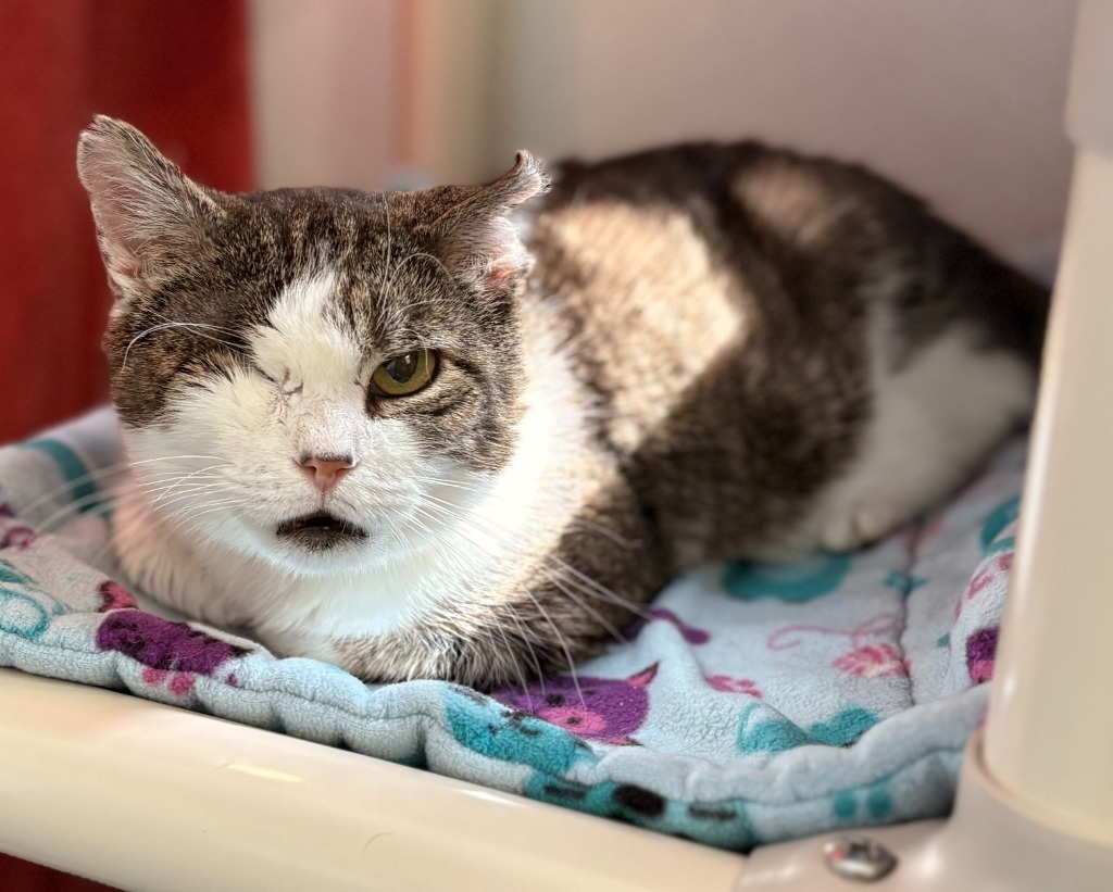 Vito, an adoptable Domestic Short Hair in Cumberland, ME, 04021 | Photo Image 1