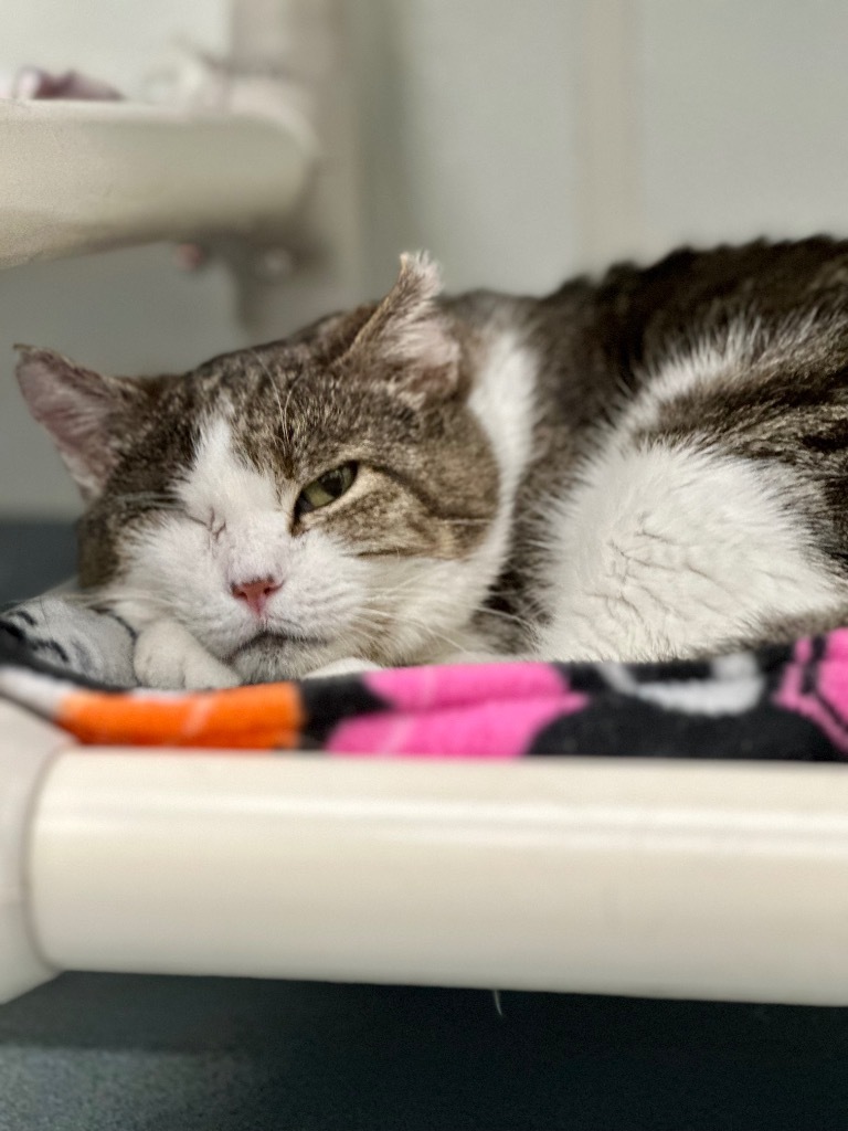 Vito, an adoptable Domestic Short Hair in Cumberland, ME, 04021 | Photo Image 2