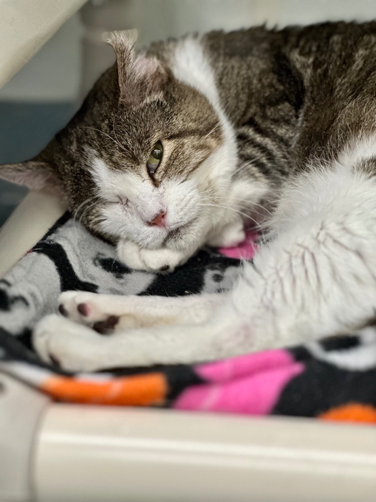 Vito, an adoptable Domestic Short Hair in Cumberland, ME, 04021 | Photo Image 3