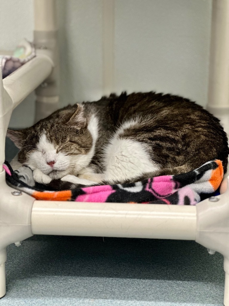Vito, an adoptable Domestic Short Hair in Cumberland, ME, 04021 | Photo Image 4