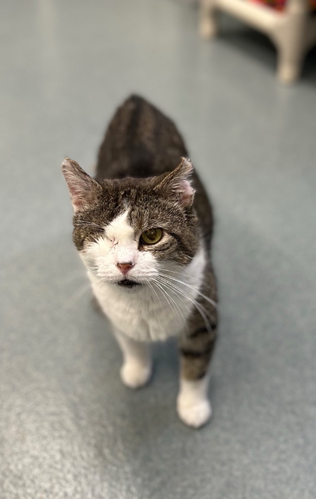 Vito, an adoptable Domestic Short Hair in Cumberland, ME, 04021 | Photo Image 5