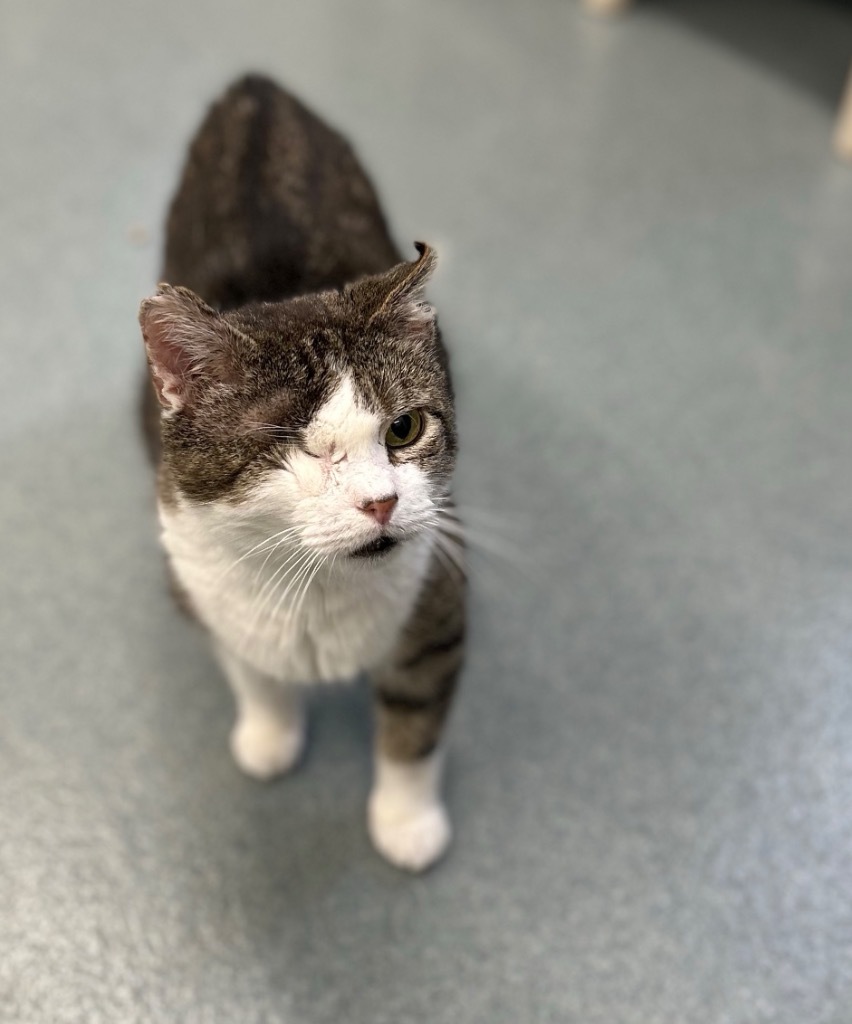 Vito, an adoptable Domestic Short Hair in Cumberland, ME, 04021 | Photo Image 6
